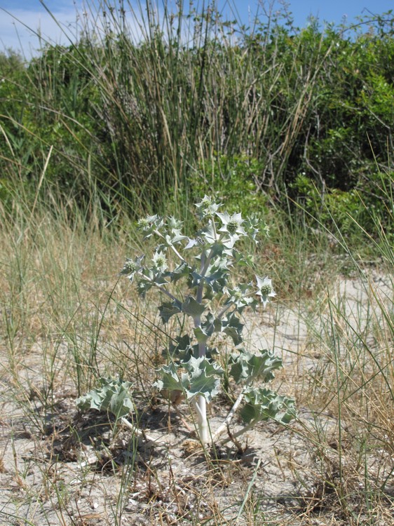Eryngium maritimum